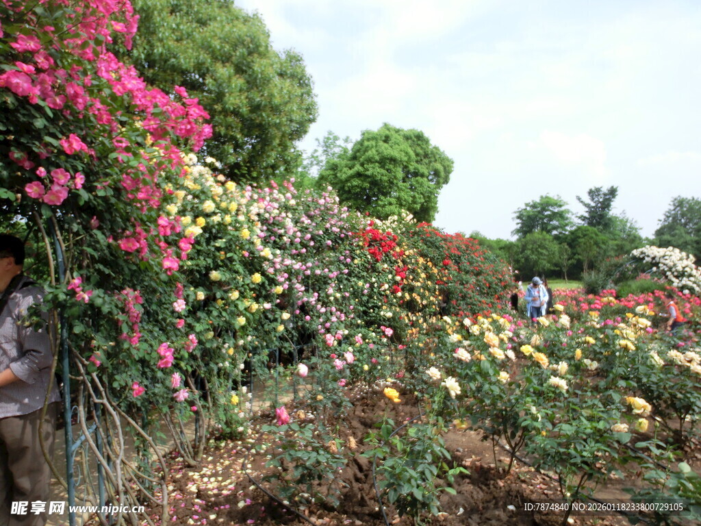 繁花盛开的美丽花园