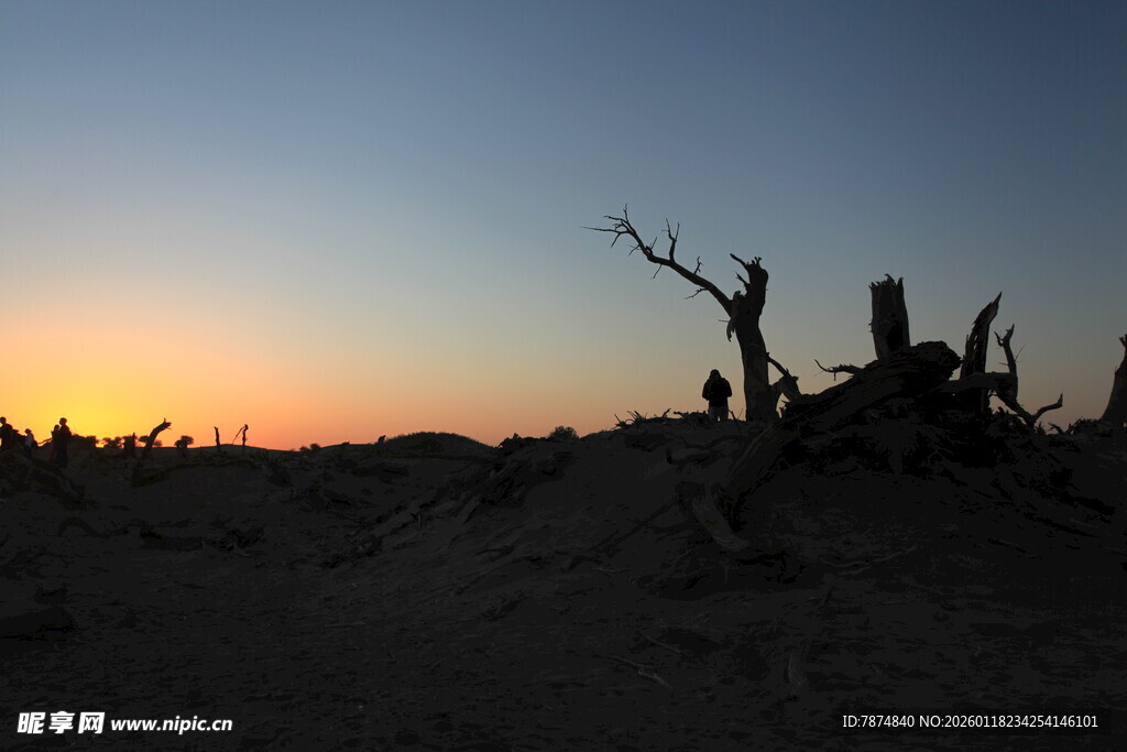 沙漠枯树旁的绝美日落