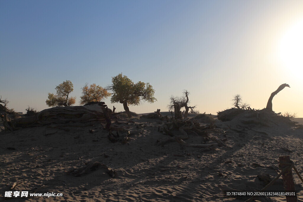 沙漠落日下的稀疏树木