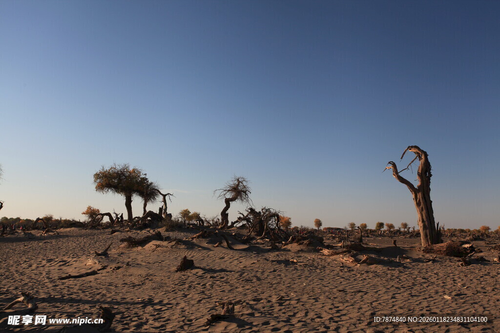 沙漠中的枯树景观