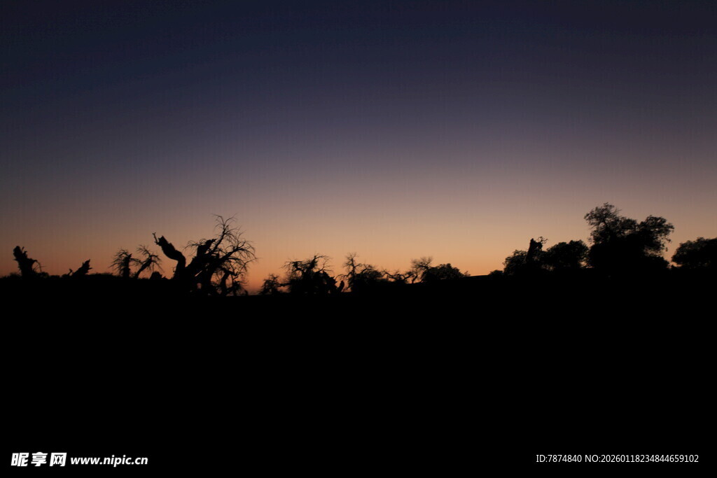 黄昏下的树木剪影