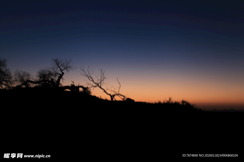 黄昏下的树木剪影