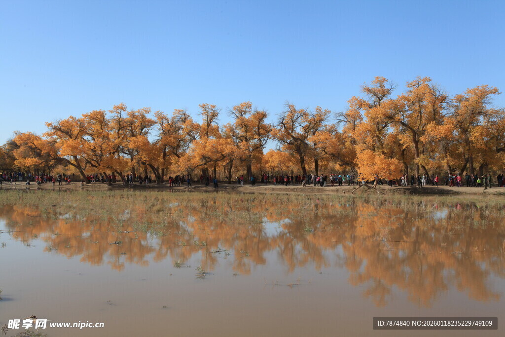秋日胡杨林倒影美景