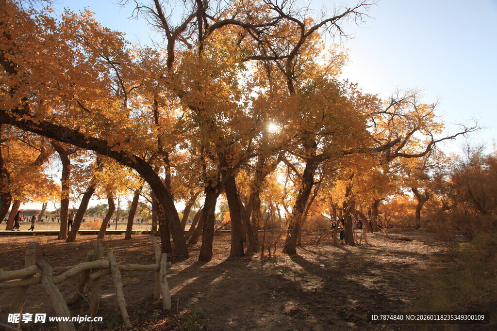 秋日胡杨林美景