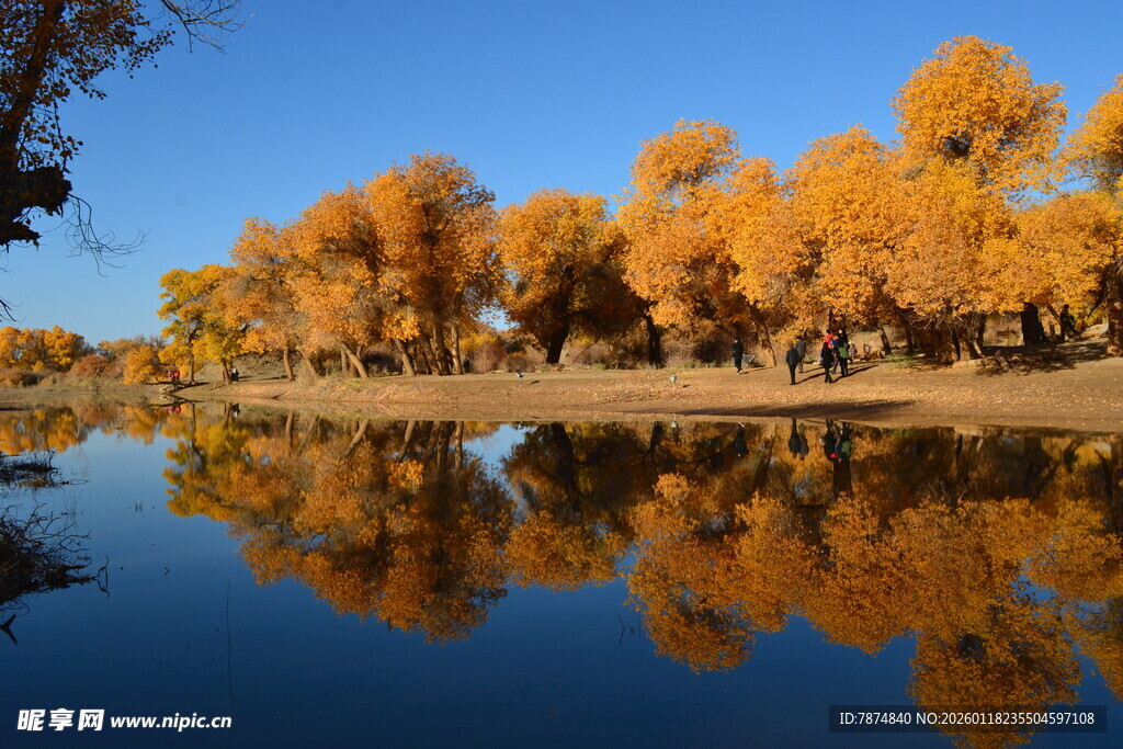 秋日河畔金黄树木倒影