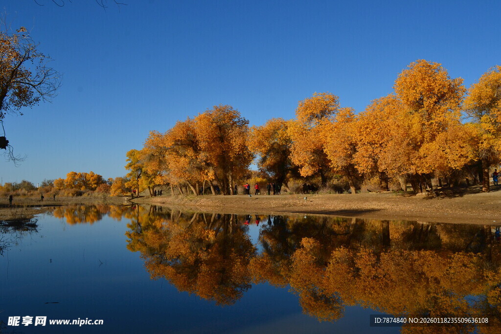 秋日湖畔金黄树林倒影