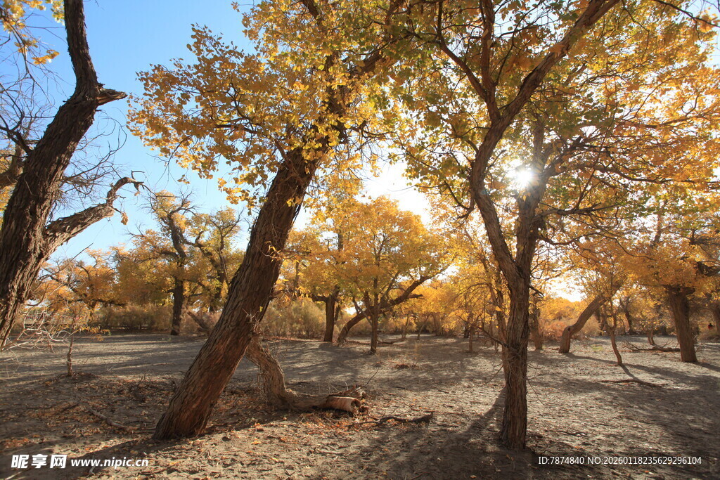 秋日胡杨林美景