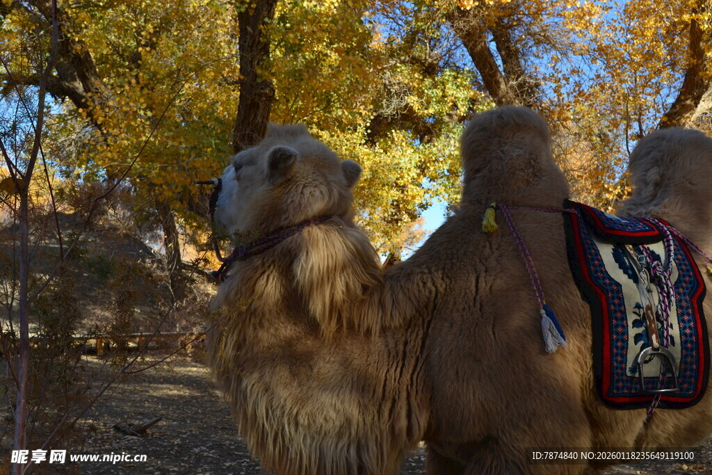秋日树林中的驮物骆驼