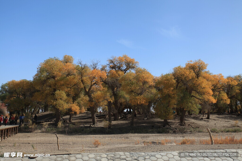 秋日金黄树林美景