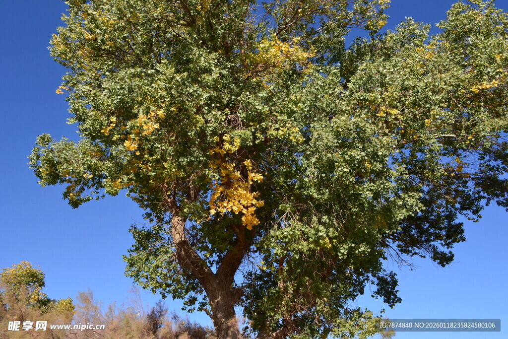 蓝天映衬下的繁茂树木