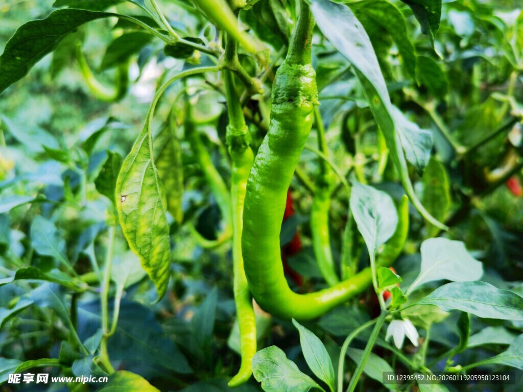 田间翠绿的长辣椒