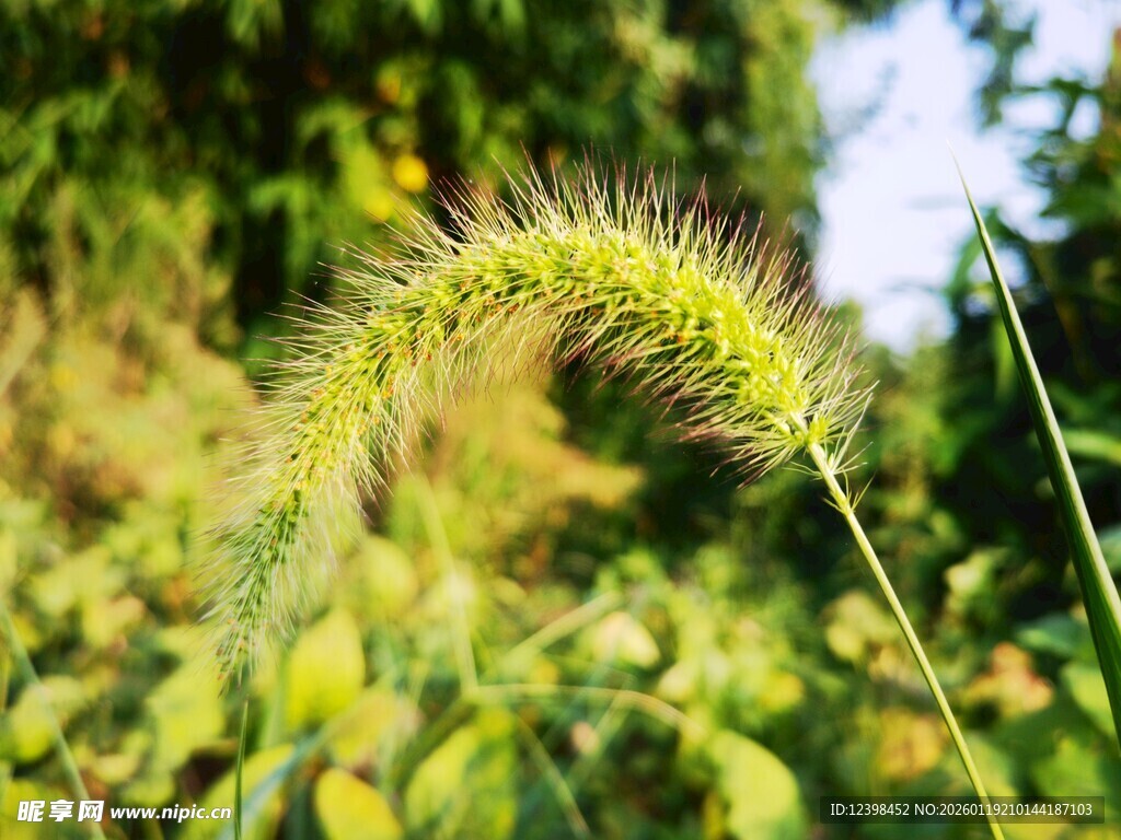 弯曲的狗尾巴草