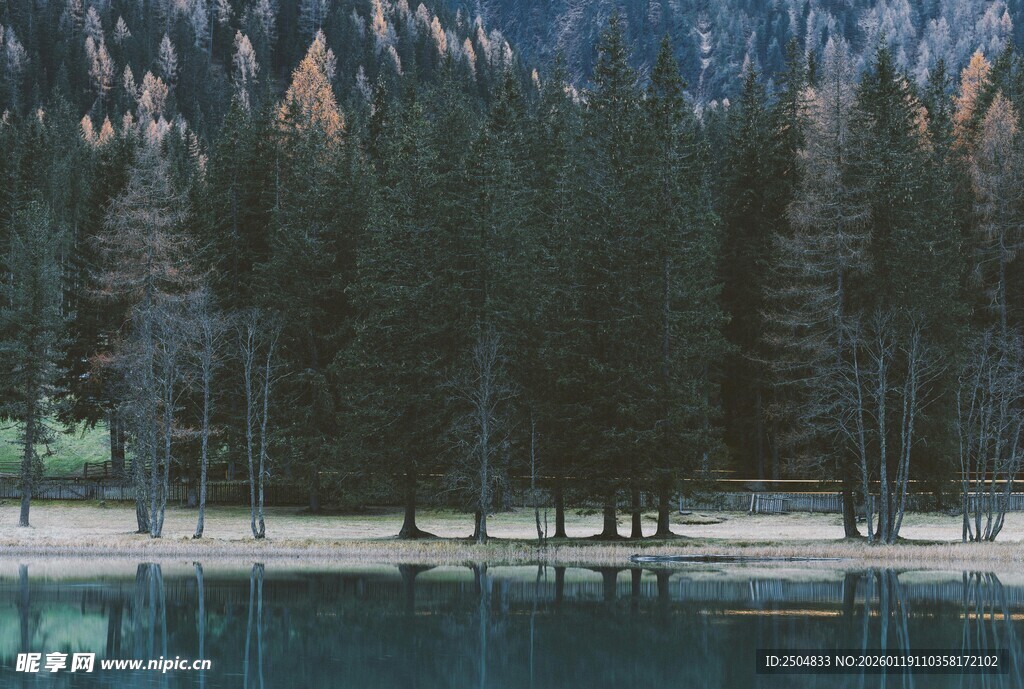 静谧湖畔的森林美景