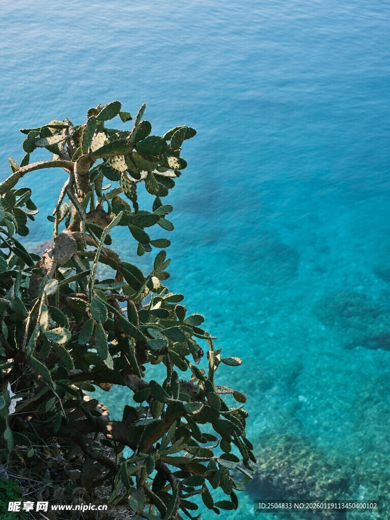 海边绿植与碧蓝海水景致