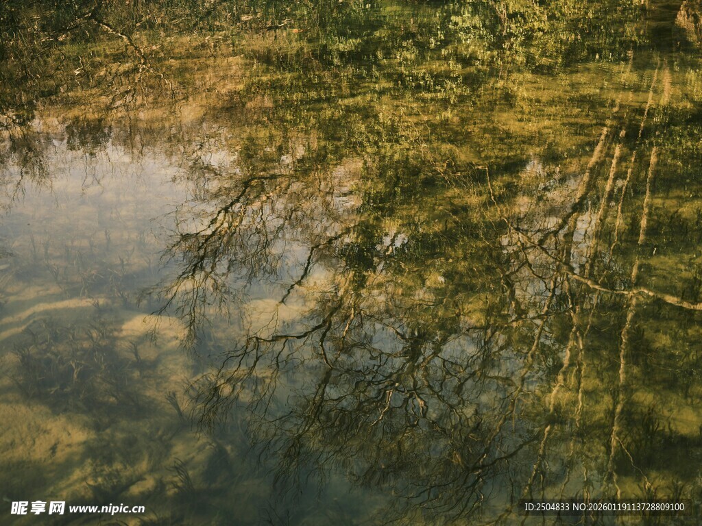 林间清澈水域倒映绿植