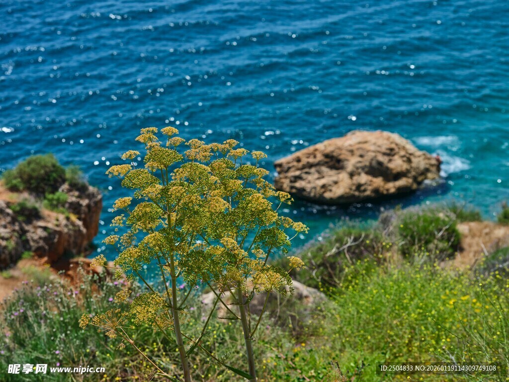 海边绿植与礁石美景