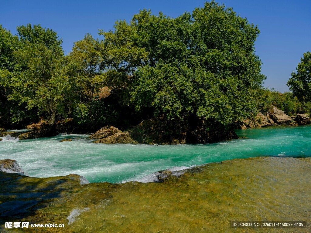 清澈溪流旁的葱郁树林