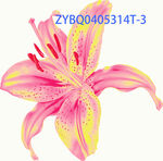 粉色斑点百合花插画