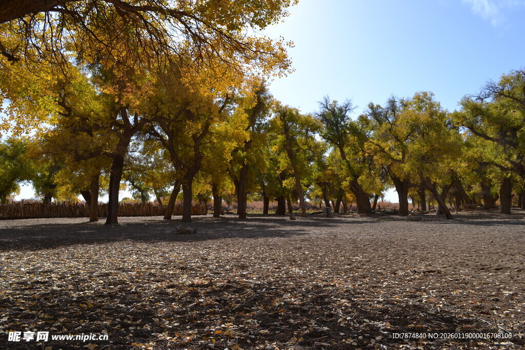 秋日树林 满地金黄落叶