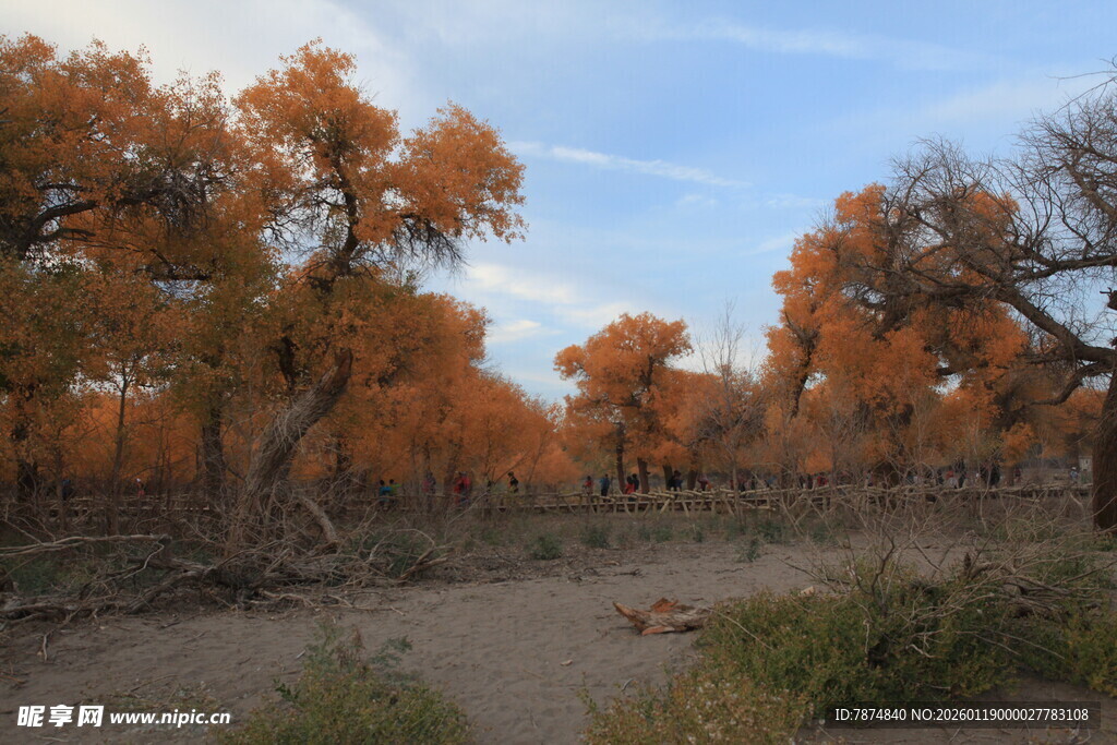 秋日胡杨林美景