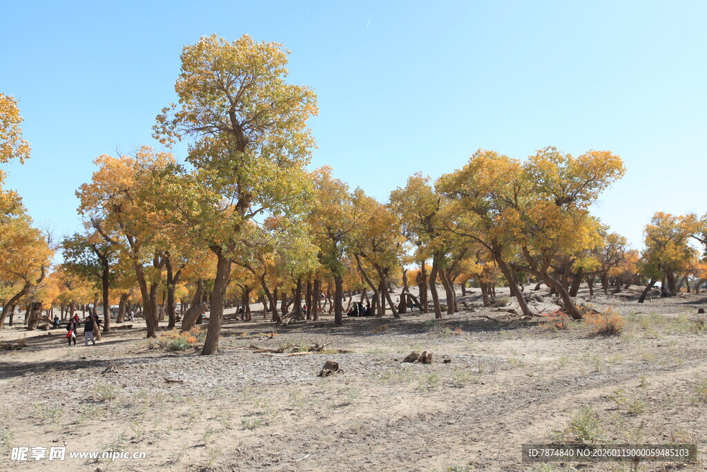 秋日胡杨林美景