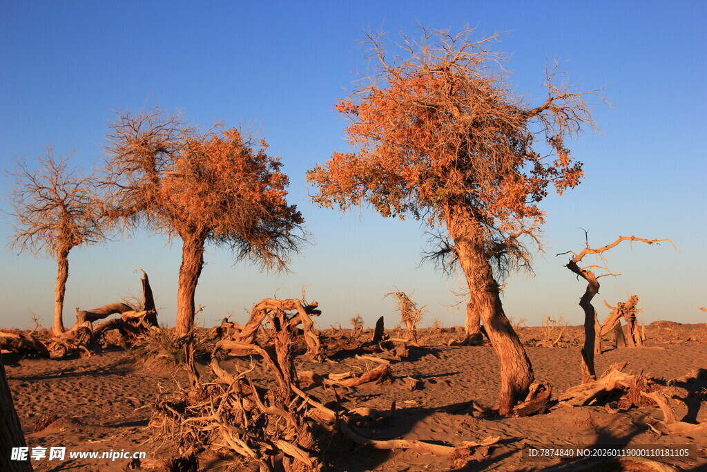 沙漠枯树景观