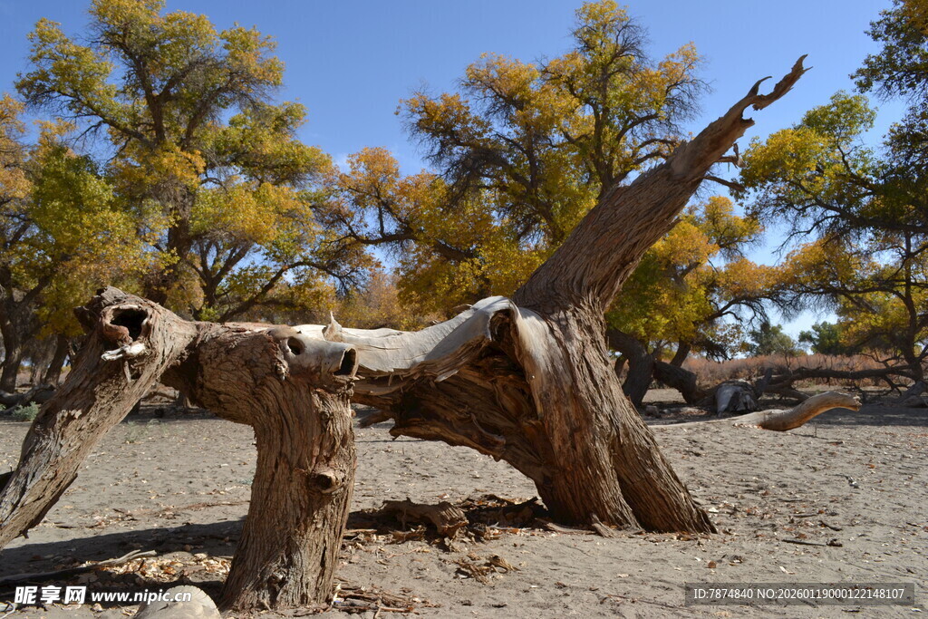 枯立胡杨 尽显岁月沧桑