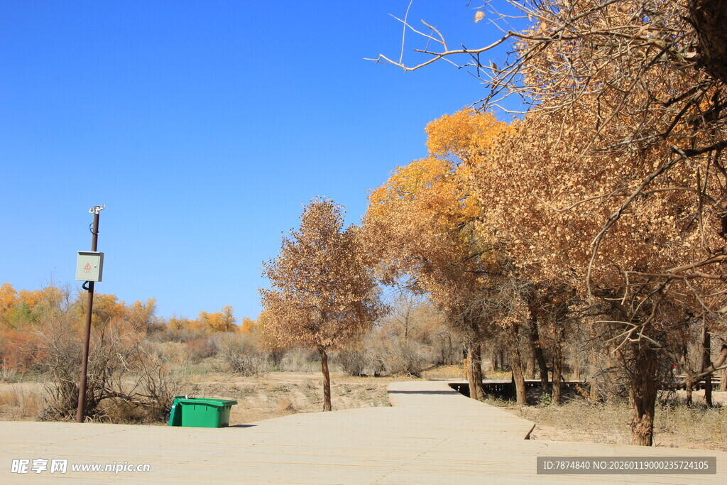 秋日旷野中的树木与设施
