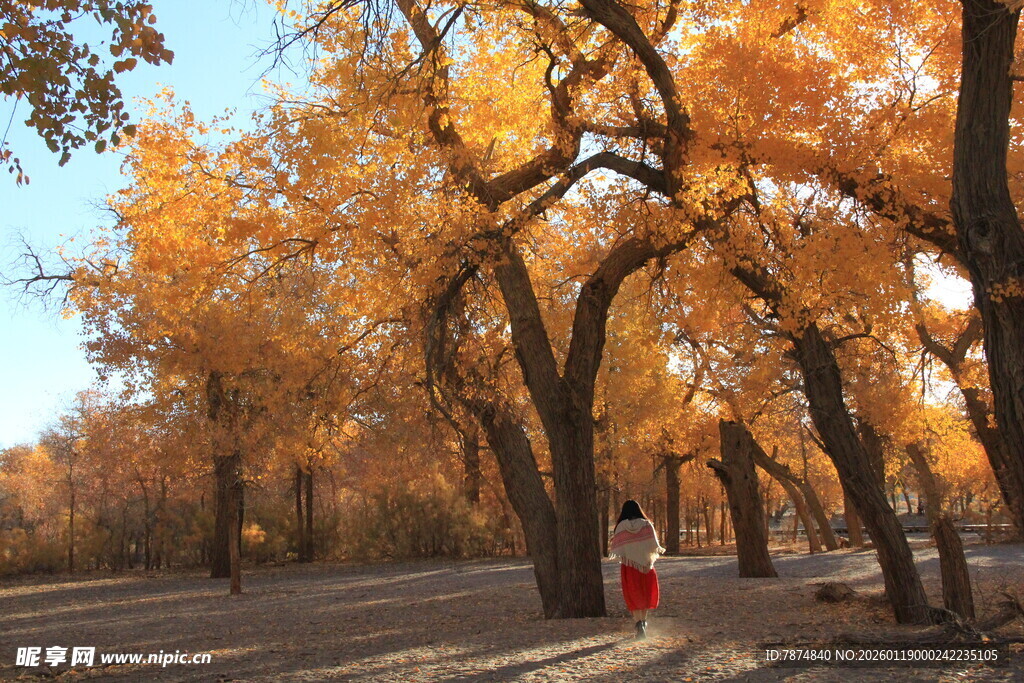 秋日胡杨林漫步景