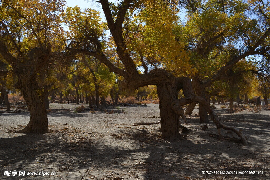 秋日胡杨林美景