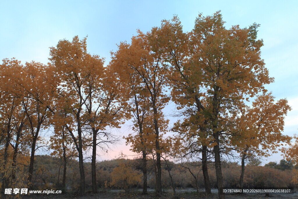 秋日金黄树林美景