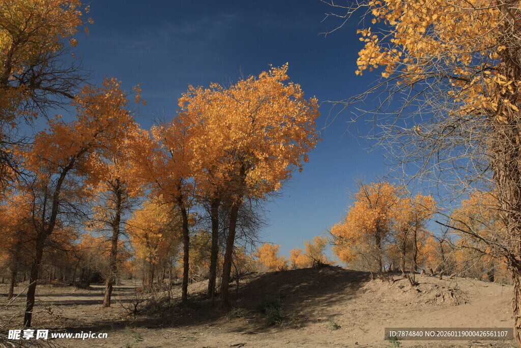 秋日胡杨林美景