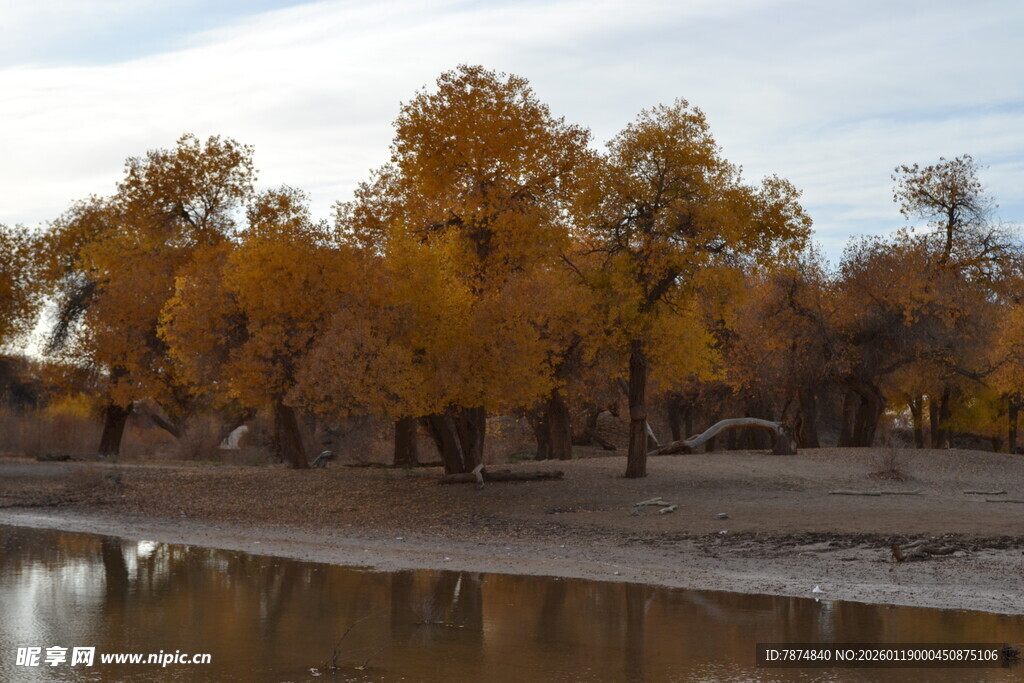 秋日河畔金黄胡杨美景