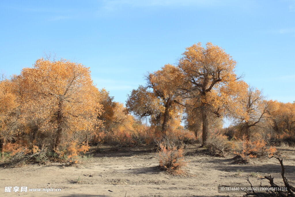 金秋胡杨林壮美风光