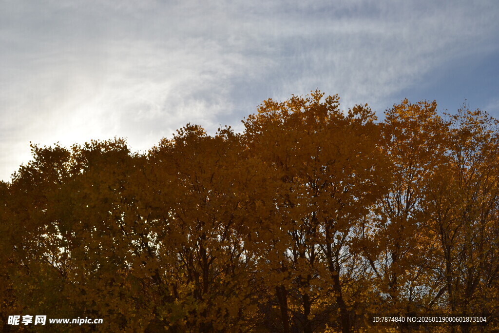 秋日树梢映蓝天