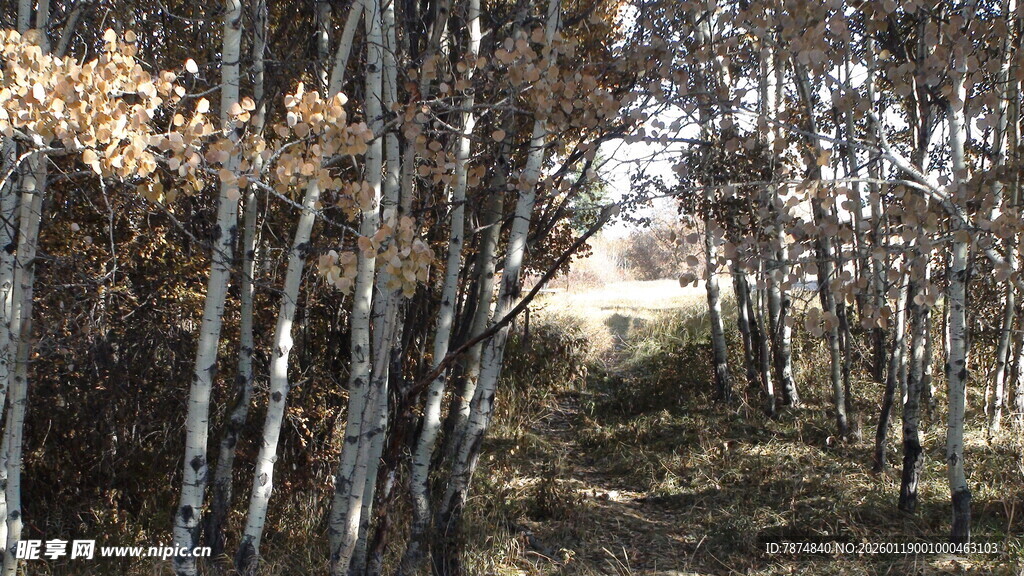 秋日林间小道风景