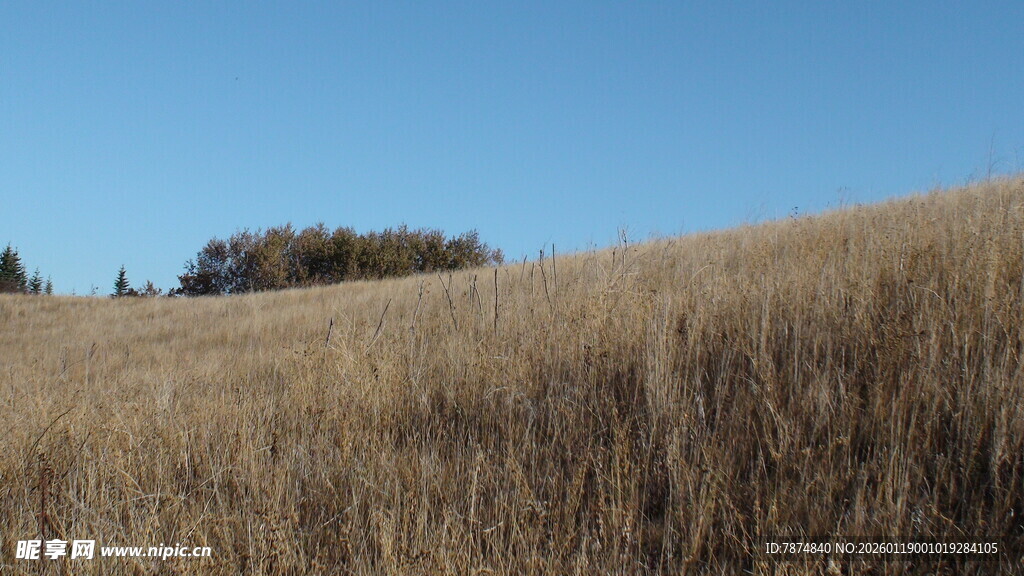 金黄草坡上的开阔景致