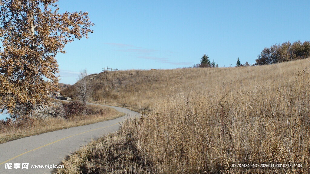 秋日蜿蜒公路旁的枯黄草地