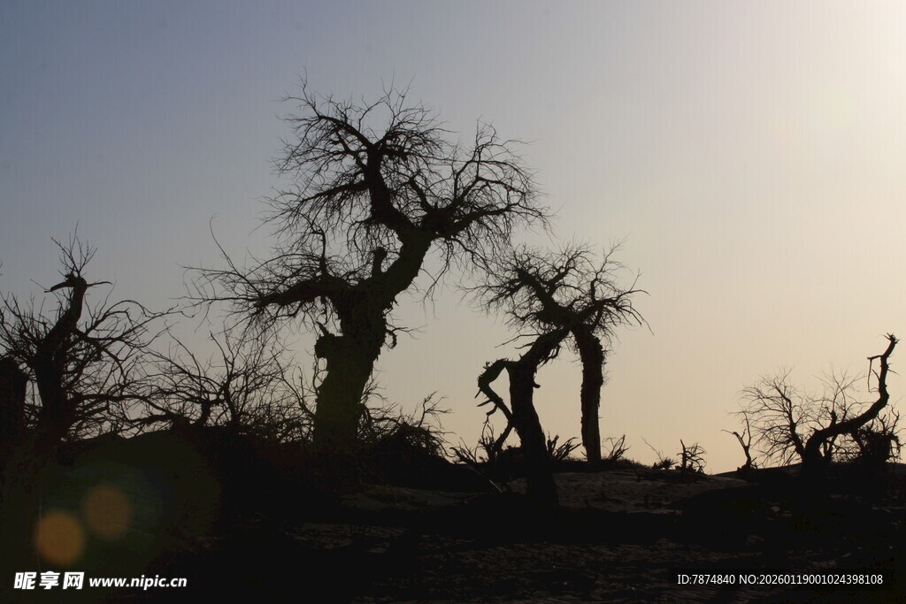 夕阳下的枯树剪影
