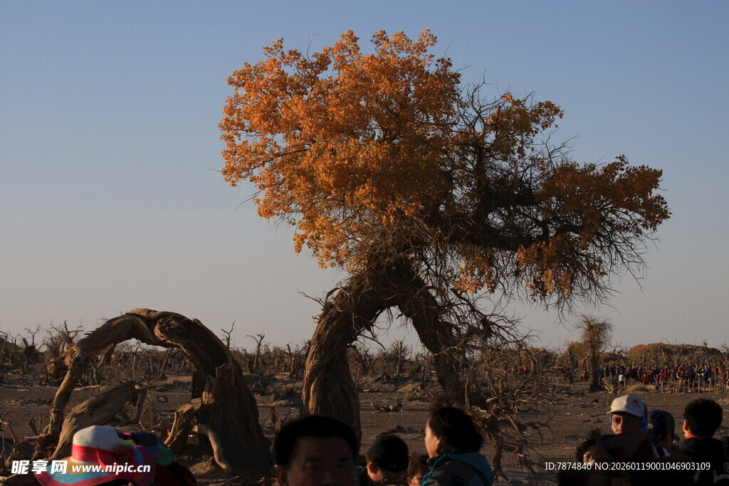 观赏胡杨的人群