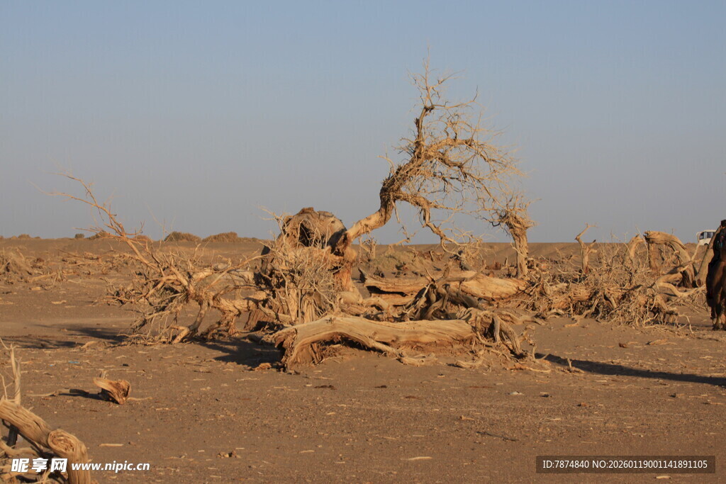 沙漠中的枯树景观