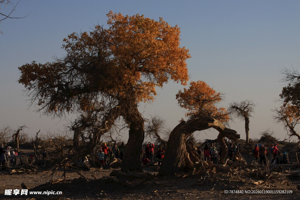 金秋胡杨林的独特景致