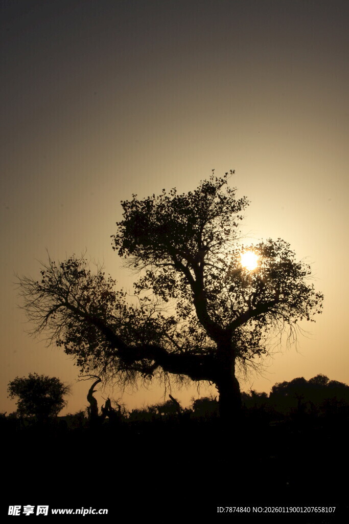 夕阳下的孤树剪影