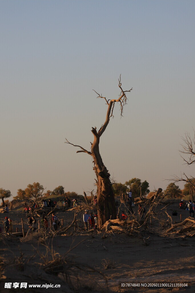 沙漠枯树景观
