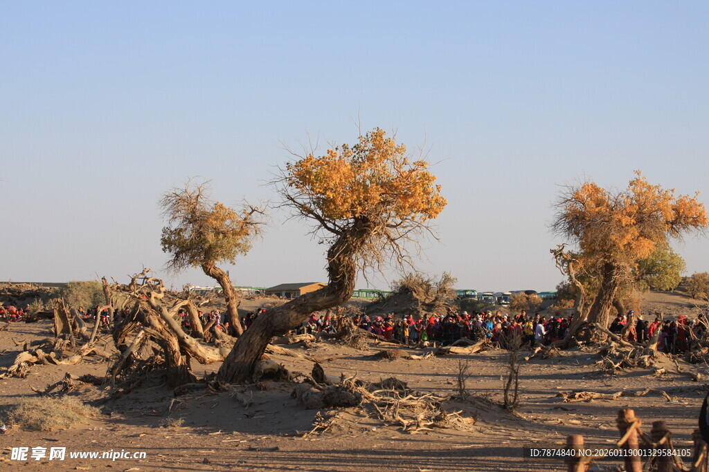 沙漠胡杨景观
