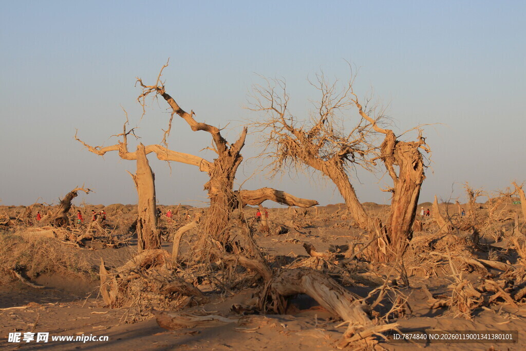 沙漠中的枯树景观
