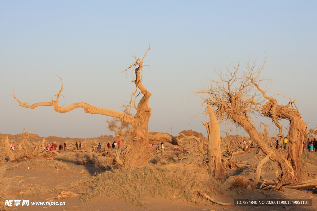 沙漠枯树景观