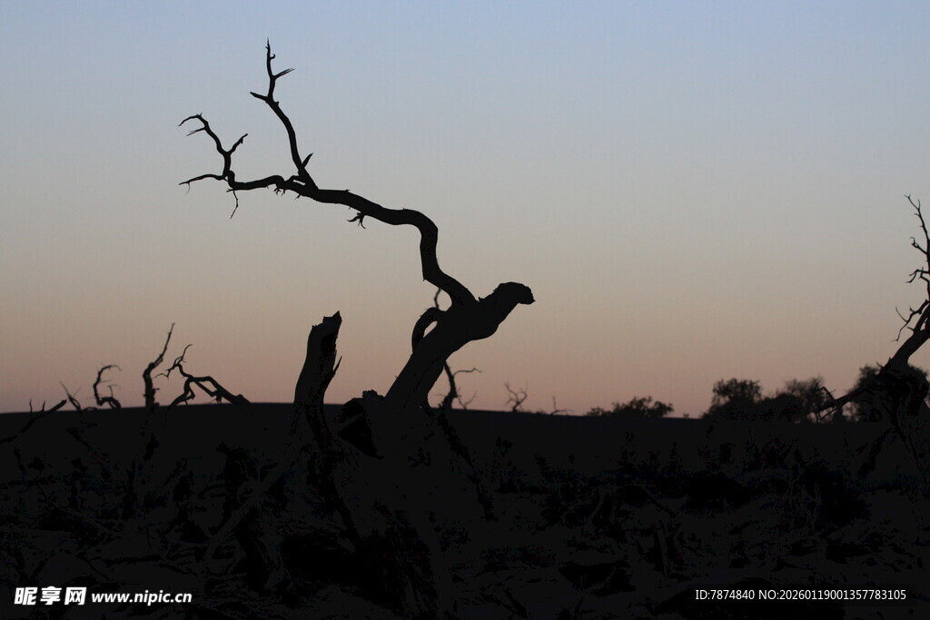黄昏下的枯树剪影