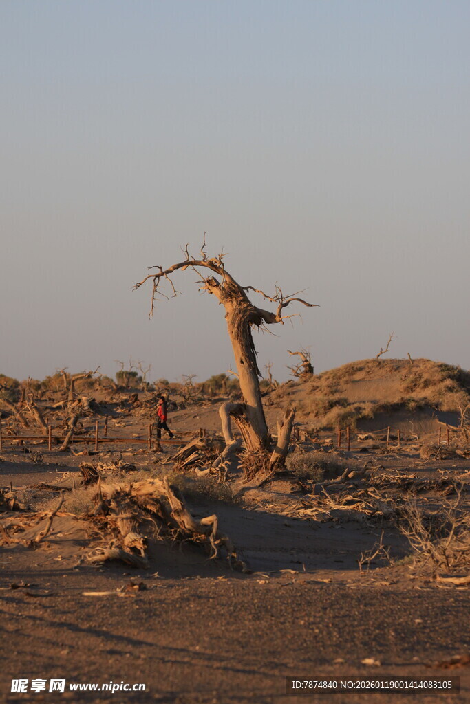 沙漠枯树 尽显苍凉之美
