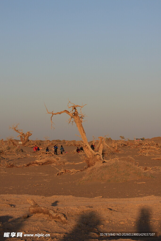沙漠中的枯树景观